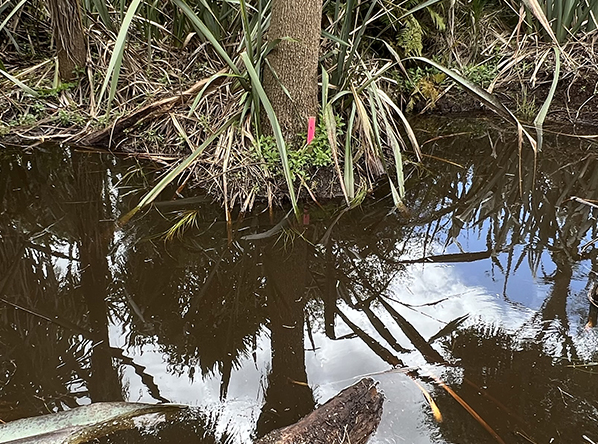 Black Mudfish Habitat Restoration: Empire Corporation Group ...