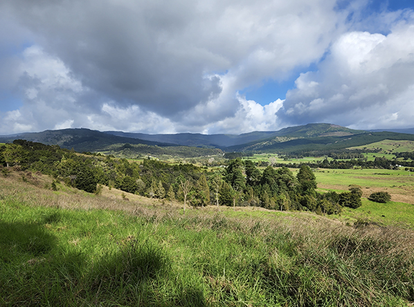 Conserve Northland’s unique biodiversity - Feature