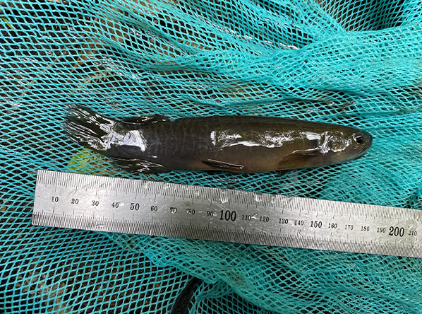 Monitoring native fish passage for New Plymouth - Feature