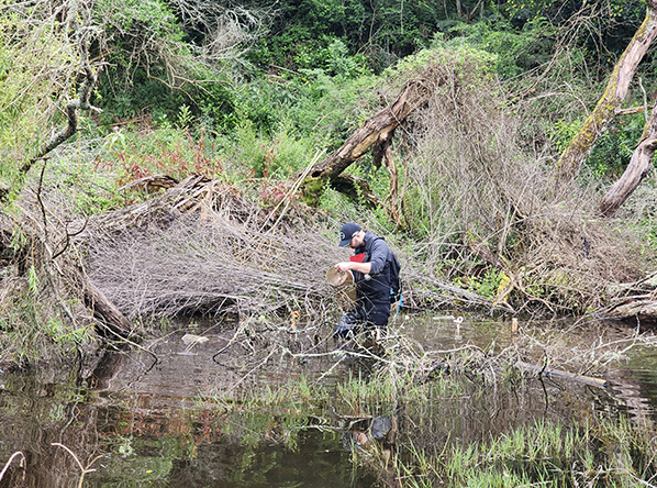 Tainui's Mudfish project for unlocking housing development Feature Image