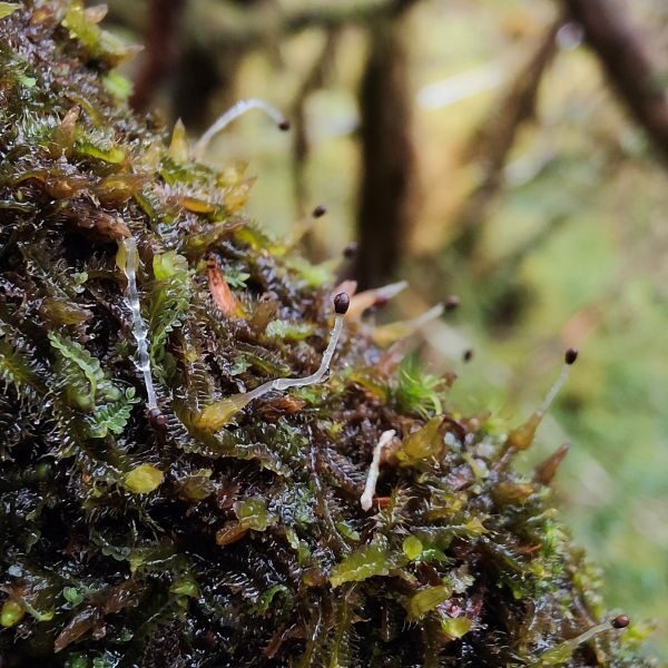 Bryophytes